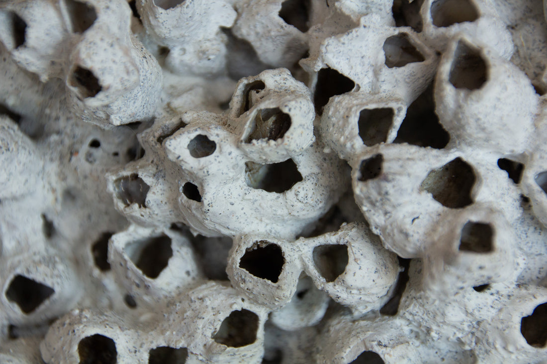Barnacle Vase Large