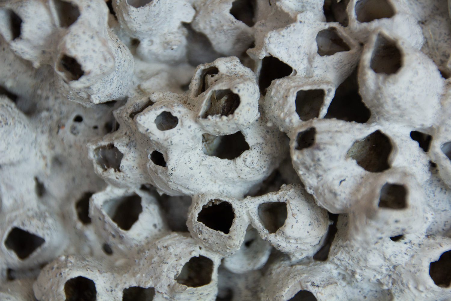 Barnacle Vase Medium