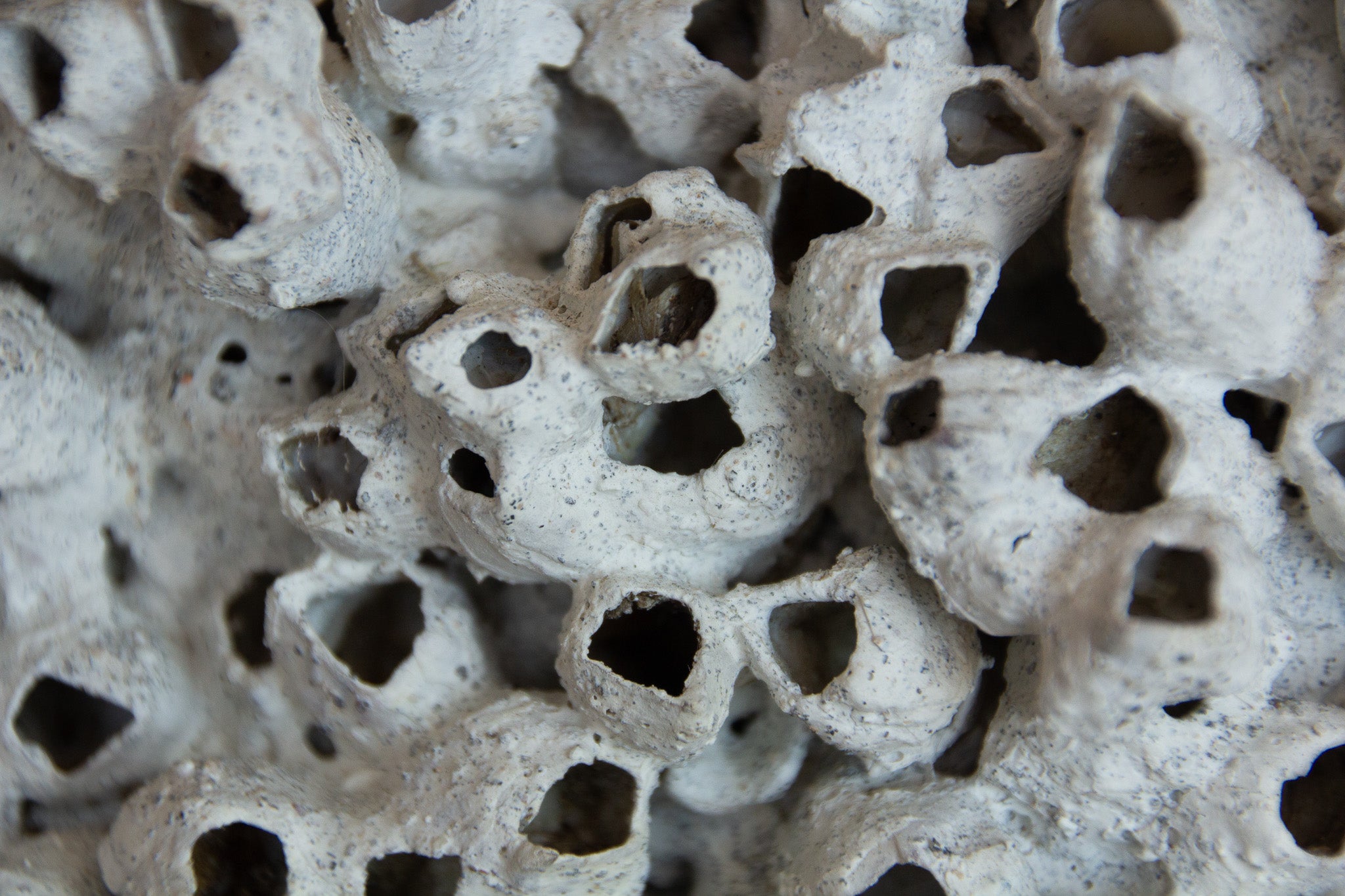 Barnacle Vase Medium